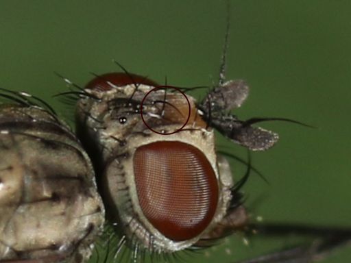 Probabile Anthomyiidae